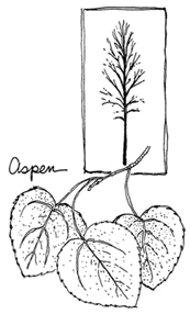 Drawing of aspen leaves