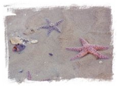 Starfish on beach