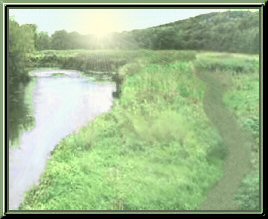 A grassy meadow next to a stream