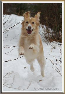 Happy dog leaping in the air