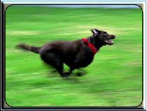 Dog running