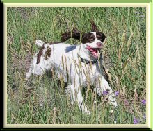 Dog running through grass