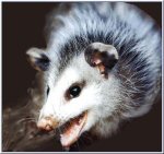 opossum.jpg