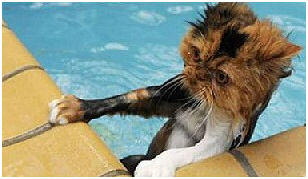 Baptized cat