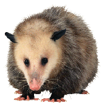 Possum