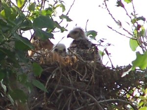 2 Baby Hawks