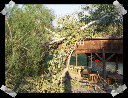 Cottonwoods down