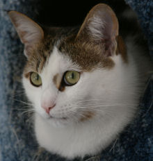 Rudi in the cat cubby