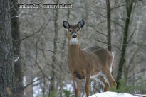 A deer standing in the snow in the forest