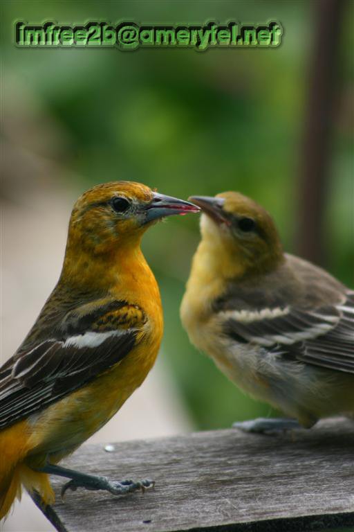 عصفوران يتحدثان 2birds.jpg