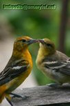 Two yellow birds touching beaks