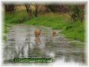 Deer standing in a stream