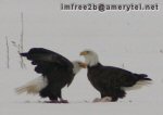 Two bald eagles in the snow
