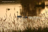 Birds swimming on a lake