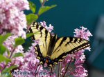 A light yellow butterfly on lavender flowers