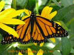 A monarch butterfly among yellow flowers