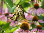 A golden colored butterfly among purple flowers
