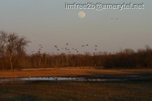 Birds flying over and swimming in a marsh