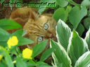Sue's yellow cat peeking out from among plants