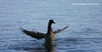 A duck landing in the water