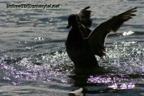 A duck landing in the water