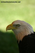 The head of a bald eagle