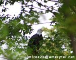 A bald eagle in a tree
