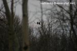 Two bald eagles sitting side by side on a branch