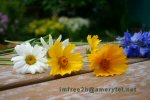 Flowers scattered on a table