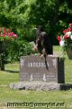 A young bald eagle on a headstone