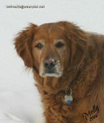 Sue's golden retriever, Molly