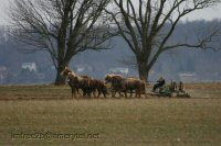 An Amish man sitting on a plow being drawn by four large horses