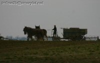An Amish man on a horse-drawn wagon