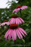 Purple flowers