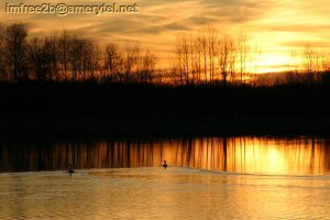 Sun setting behind trees reflecting in a lake