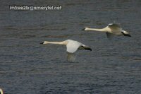 Two swans flying