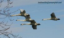 Four swans flying