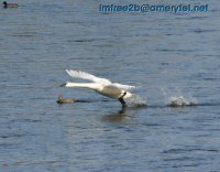 A swan skipping across the water to take off