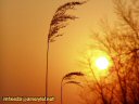 Wheat silhouetted by a golden sun