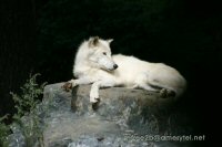 A white wolf resting on a rock