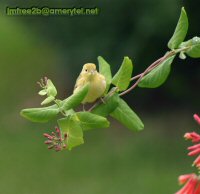 A yellow bird sitting on a branch