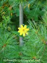 A single yellow flower among evergreens