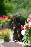 A young bald eagle on a headstone