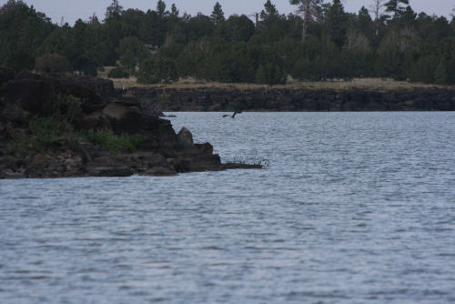 Ashurst Lake, AZ