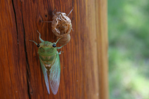 Cicada next to his shed skin
