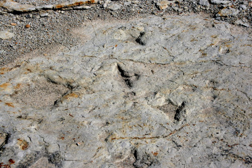 Dinosaur footprints