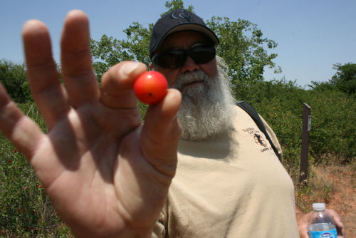 Some kind of fruit/berry