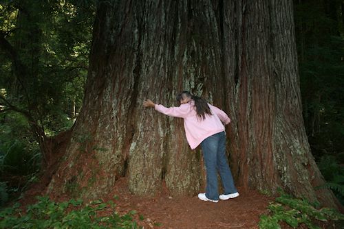 Giant Redwood