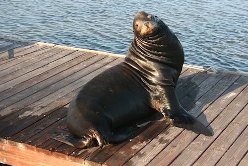 Big seal