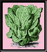 Lettuce